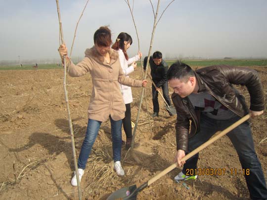 积极行动植树造林